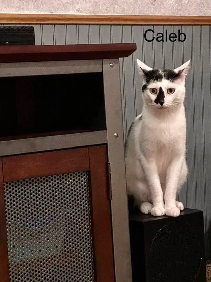 Caleb image 2