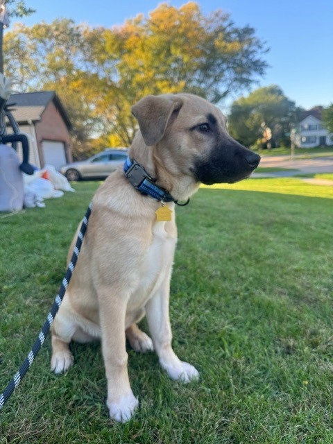 Charlie, a dog for adoption from Animal Education and Rescue