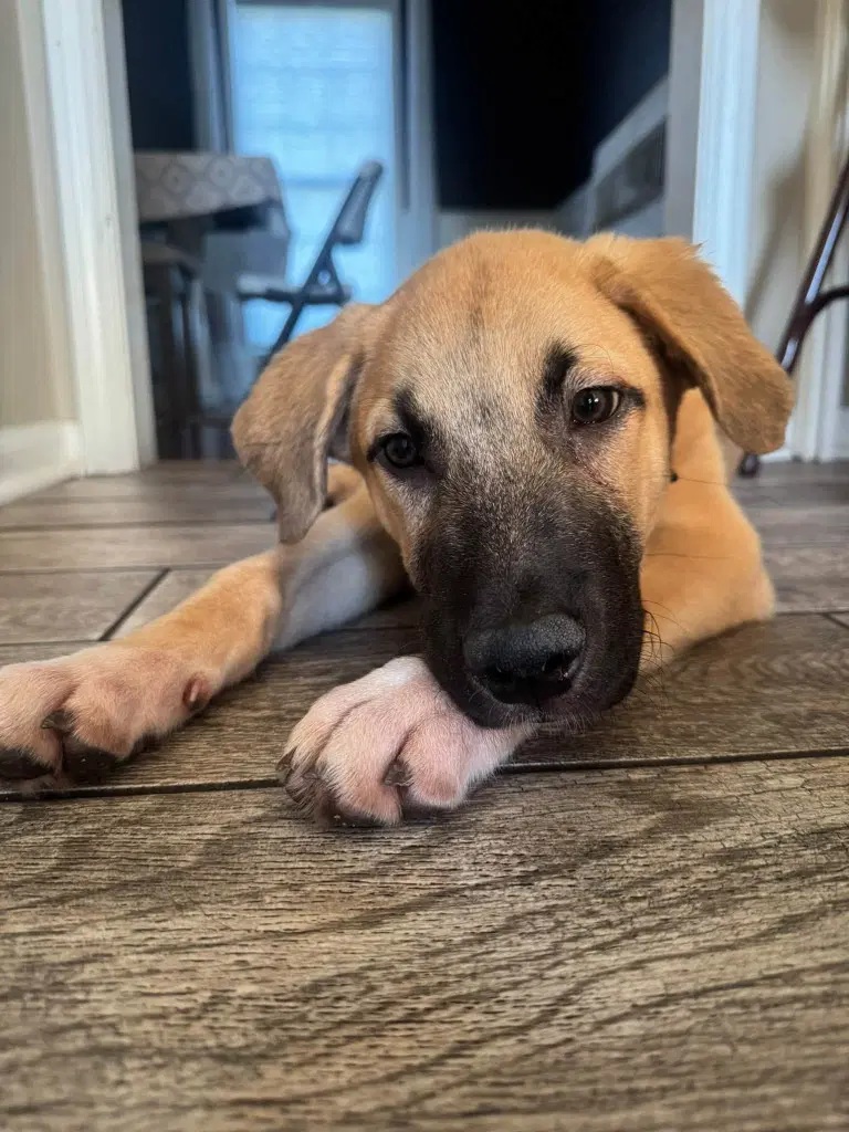 Charlie - Shepherd