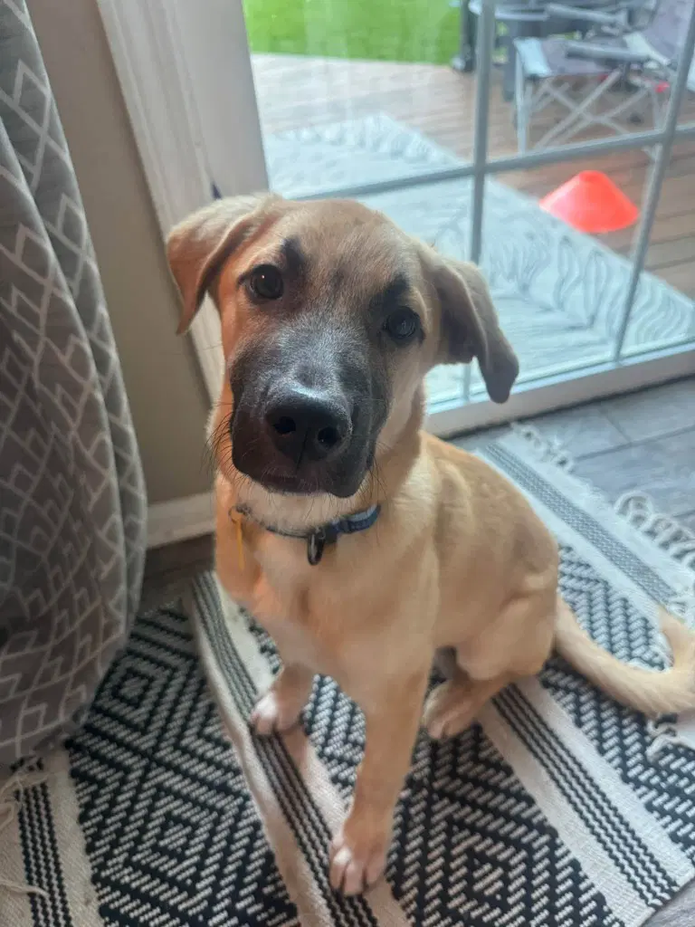 Charlie image 4
