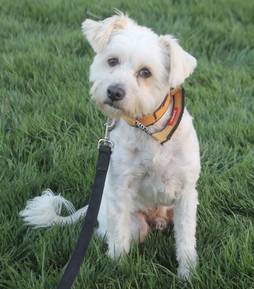 Maltese and hot sale cockapoo mix