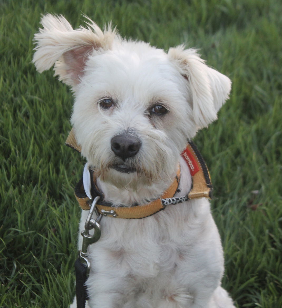 Maltese and clearance cockapoo mix