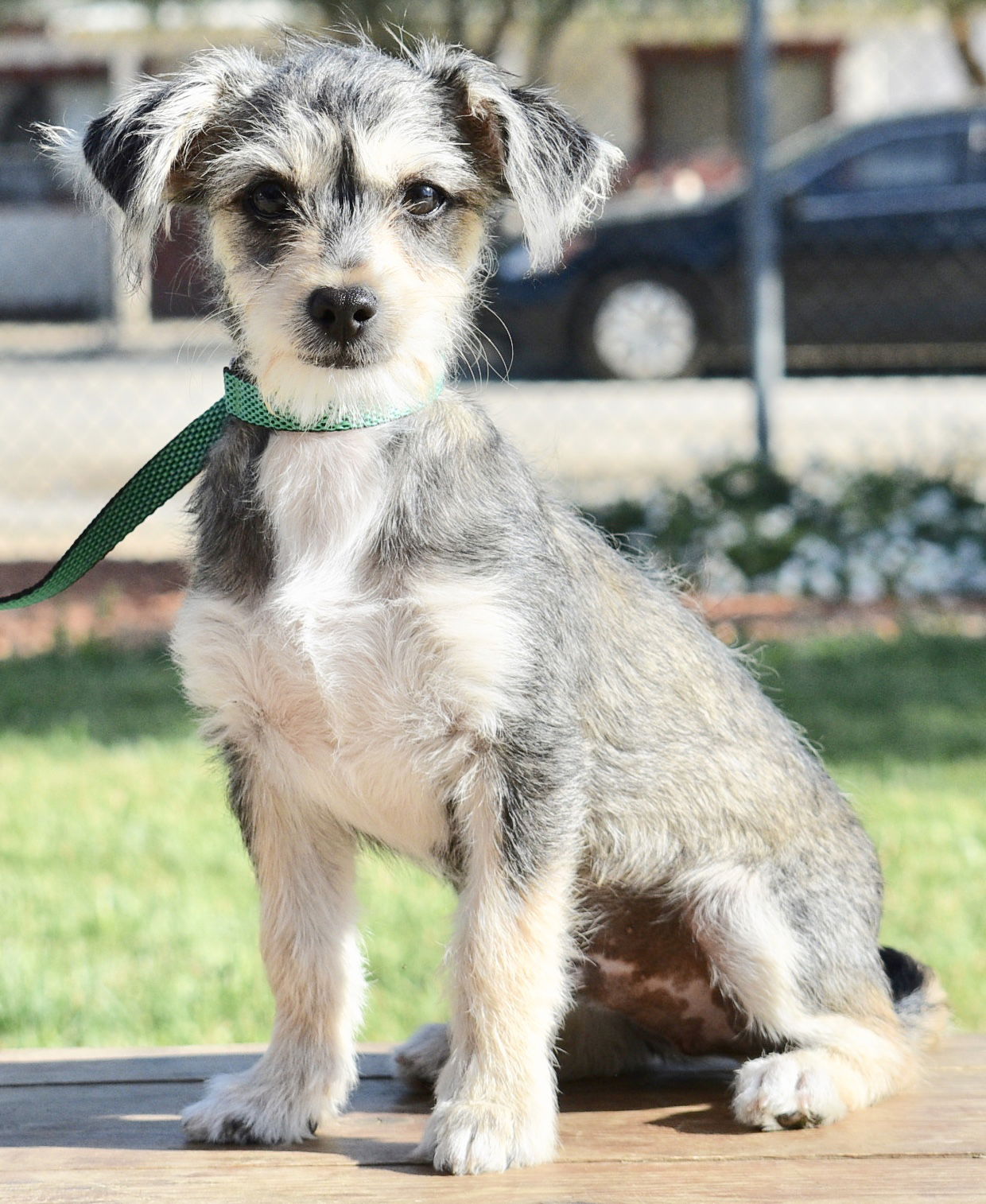 Beagle mini 2024 schnauzer mix