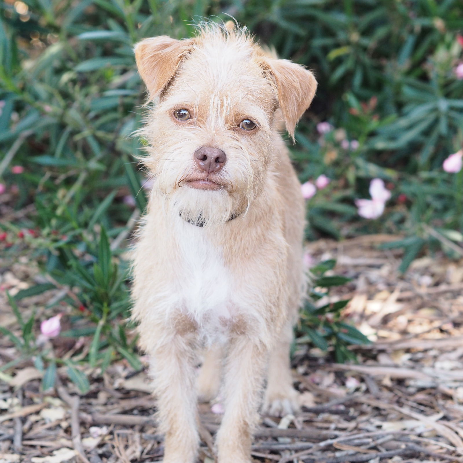 Norfolk terrier cheap yorkie mix