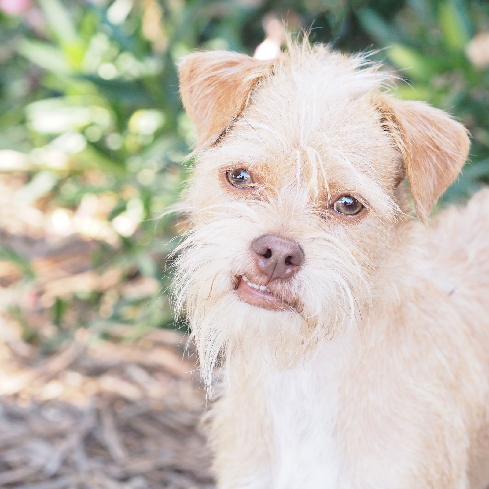 Yorkie norfolk best sale terrier mix