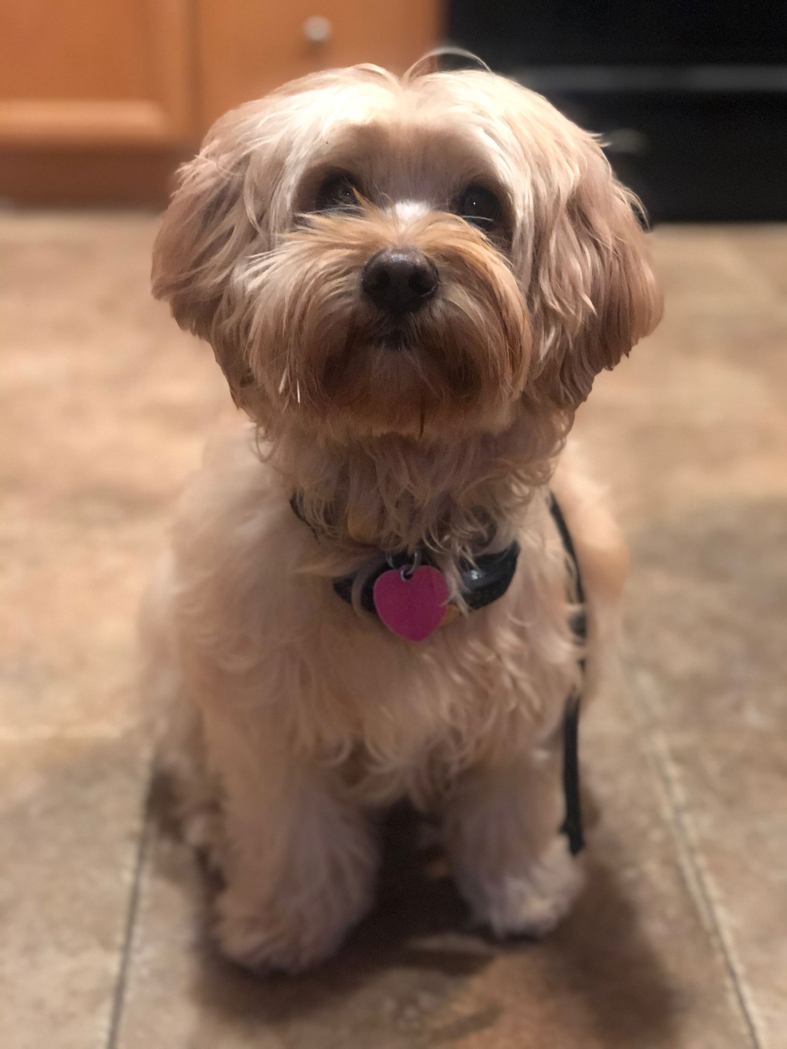 Lhasa apso deals and cocker spaniel