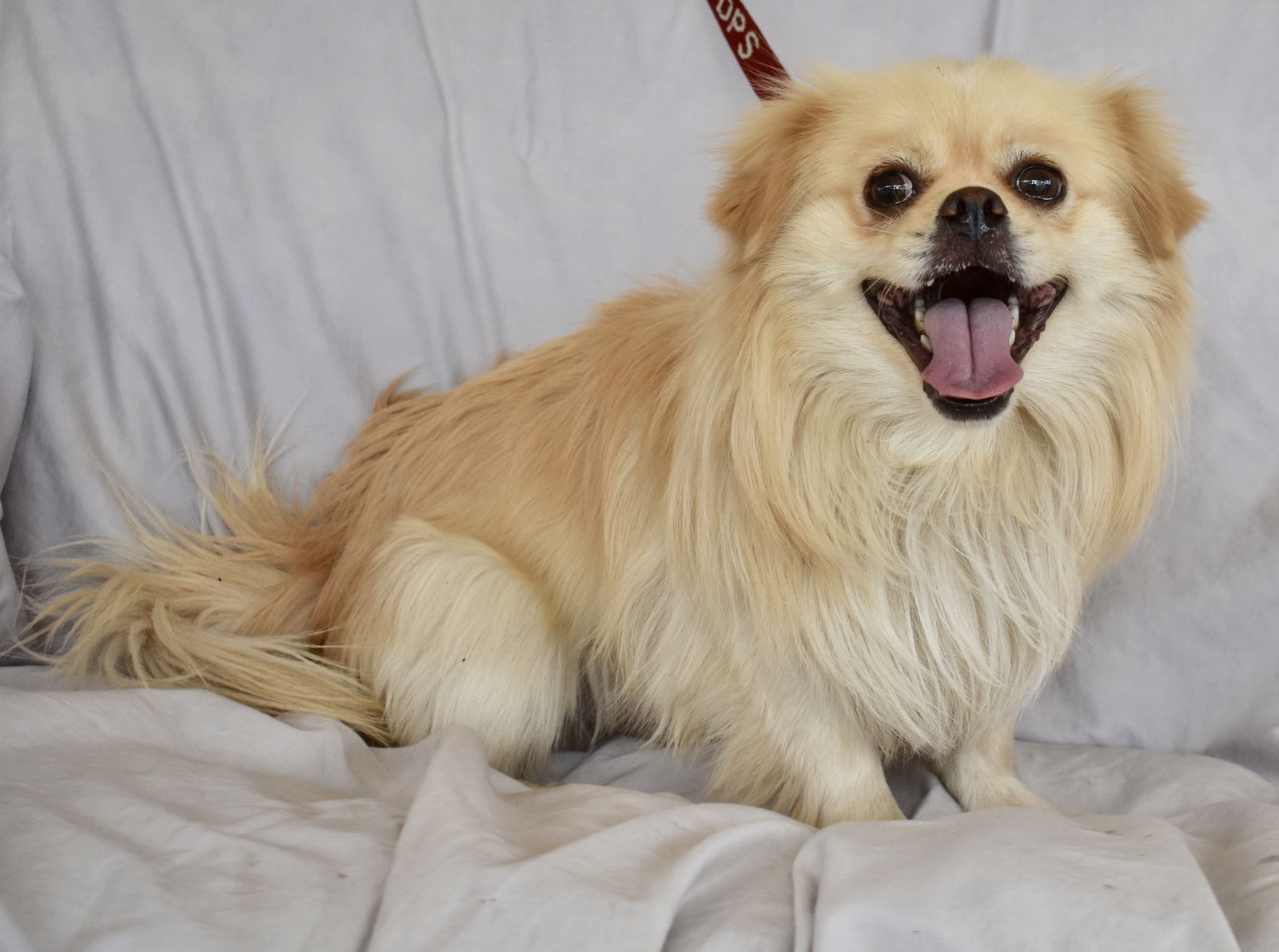 Pekingese chihuahua pomeranian store mix