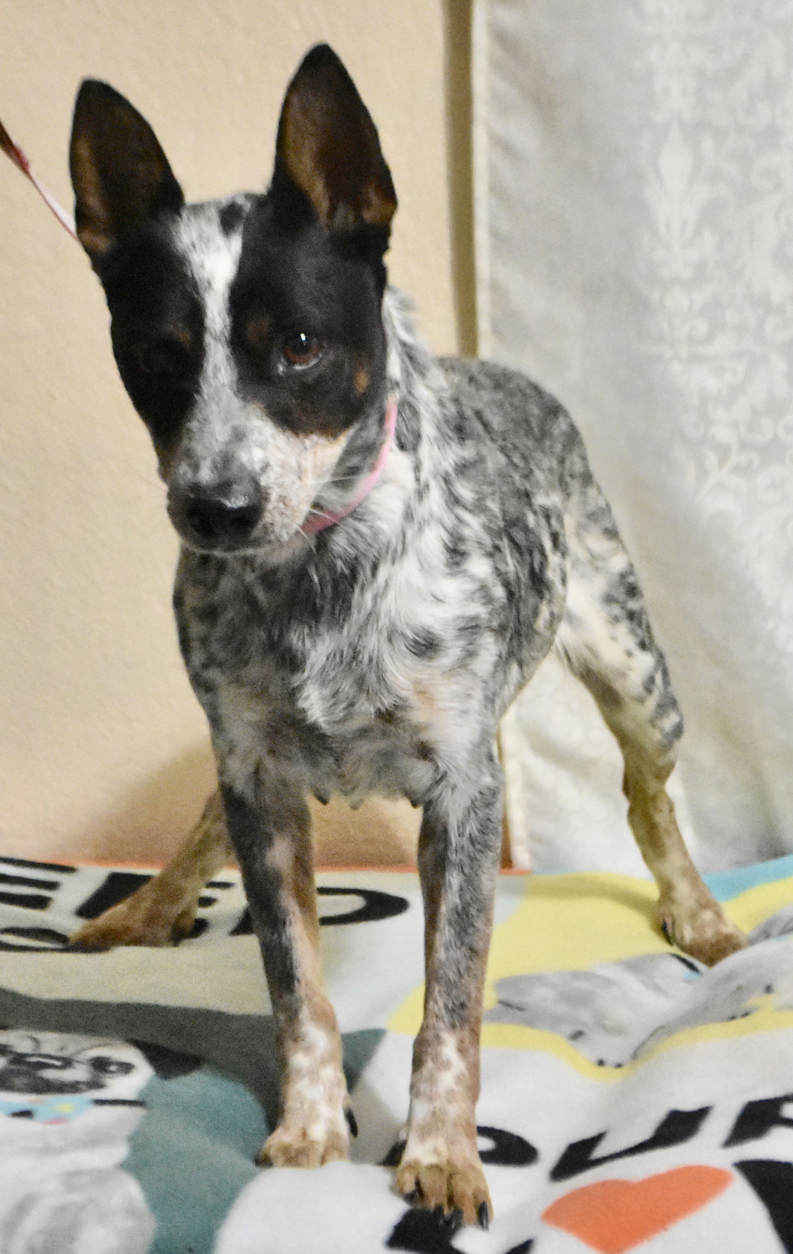 can a australian cattle dog and a rat terrier be friends