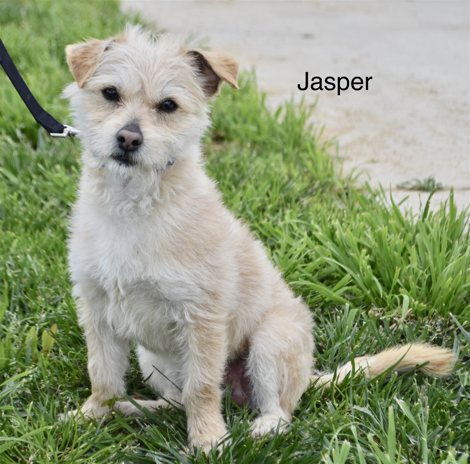 adoptable Dog in Sun City, CA named Jasper