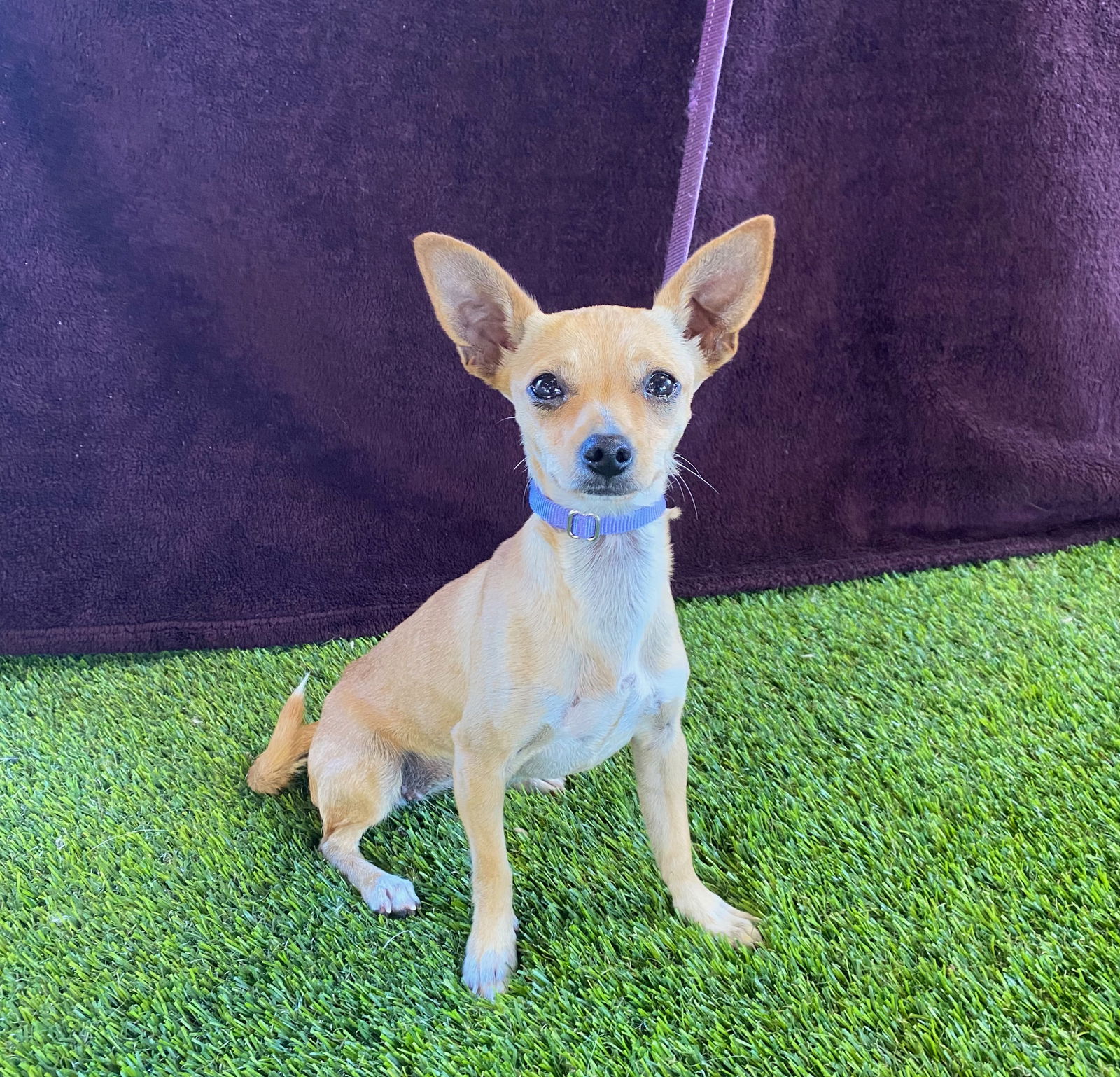 Dog for Adoption - Polly Pocket, a Chihuahua in Redlands, CA | Alpha Paw