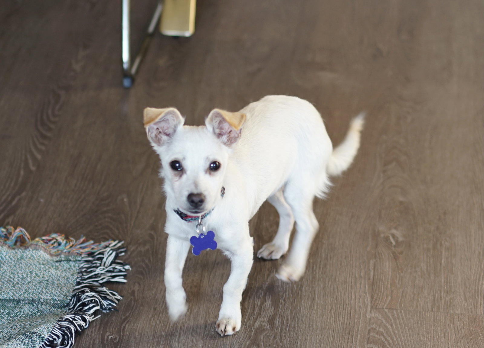 Dog for Adoption Bacon, a Dachshund in Palm Desert, CA Alpha Paw