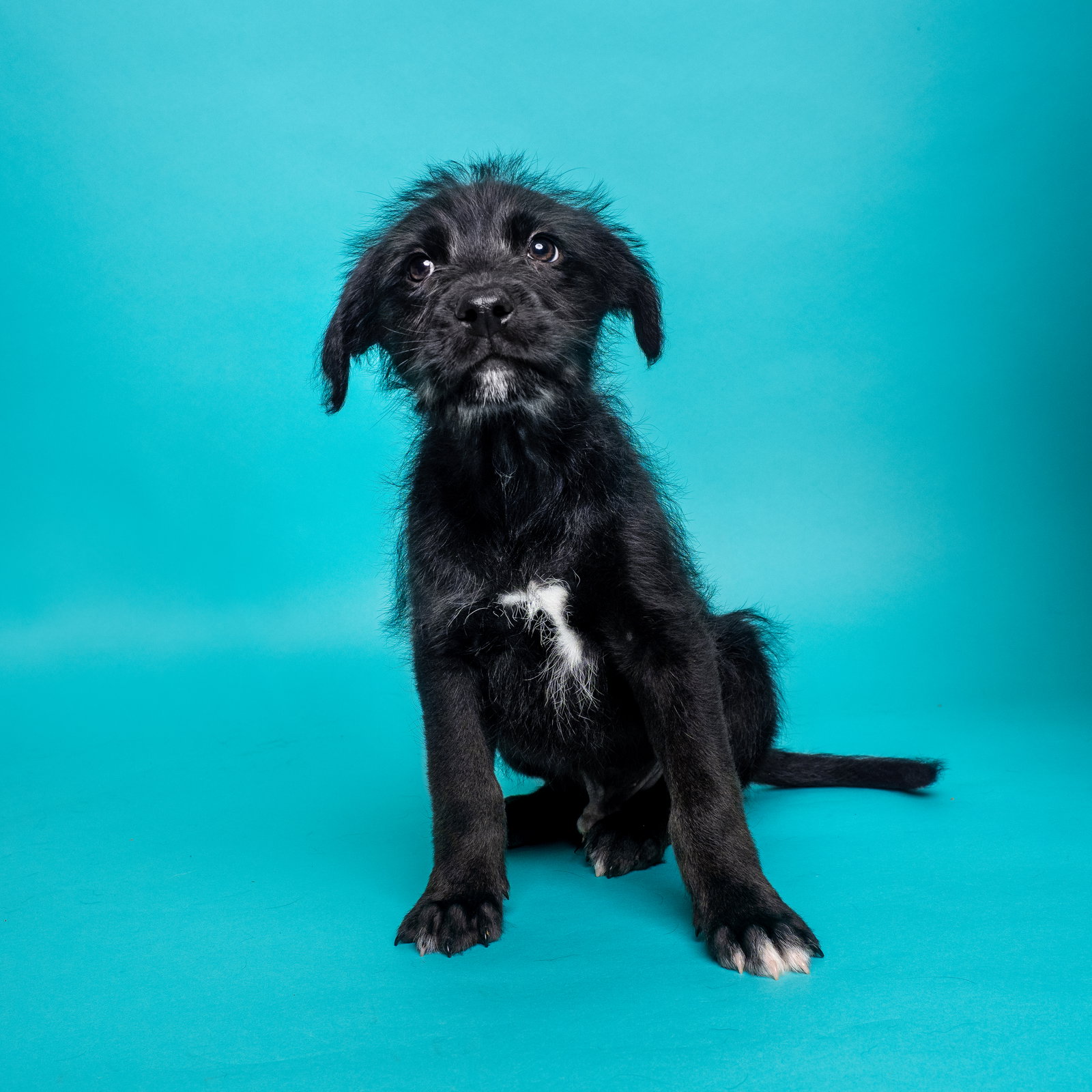 Dog for Adoption Cereal Cocoa Puffs, a Irish Wolfhound in San