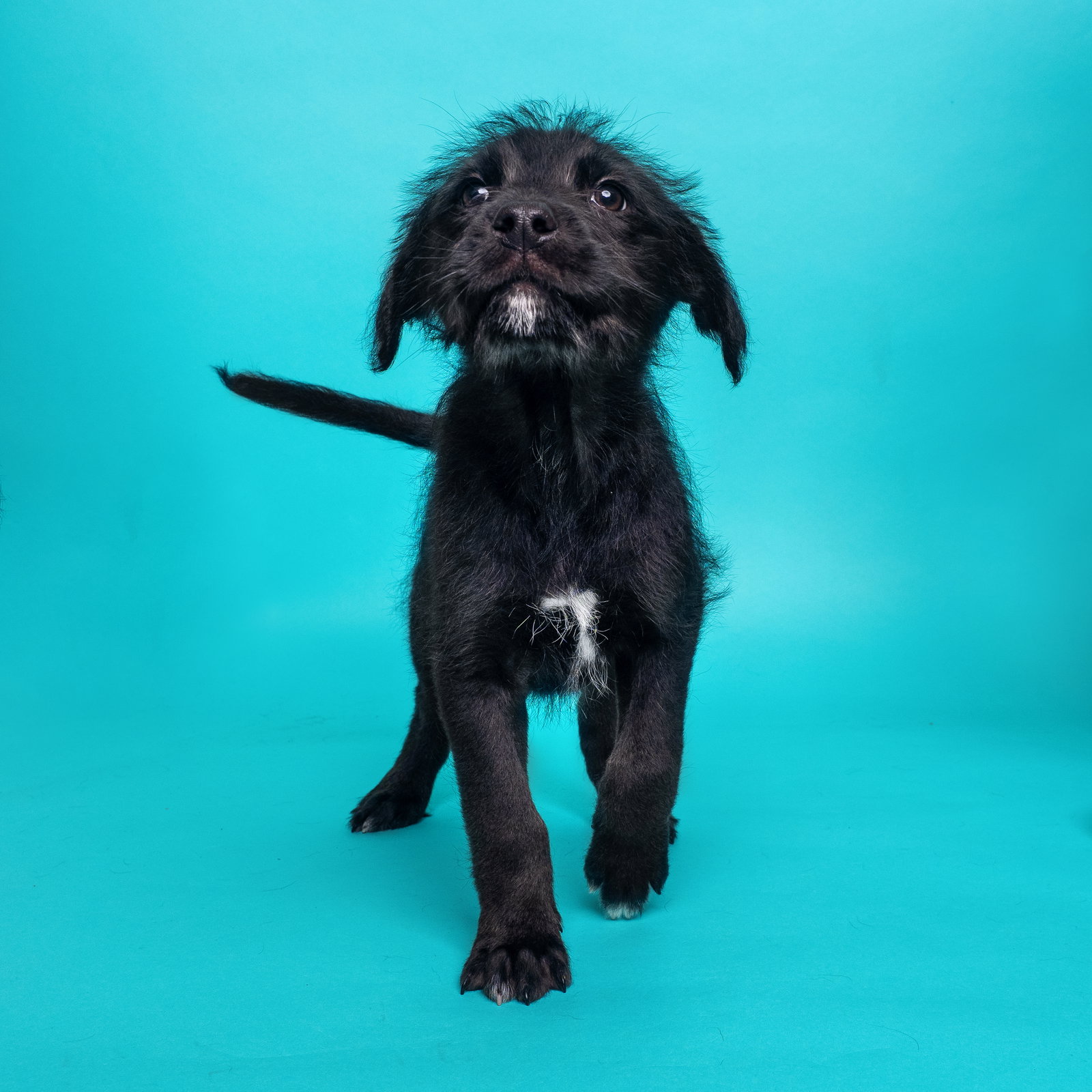 Dog for Adoption Cereal Cocoa Puffs, a Irish Wolfhound in San