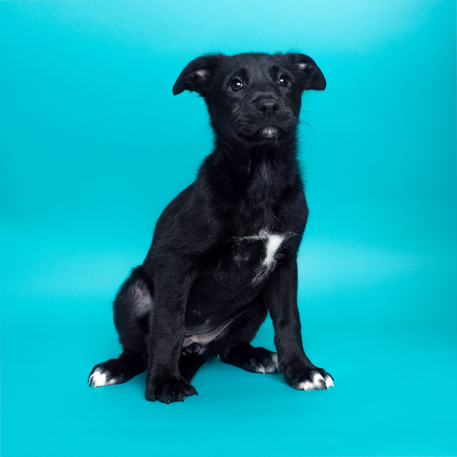 Dog for Adoption Cereal Trix, a Irish Wolfhound in Palm Desert, CA