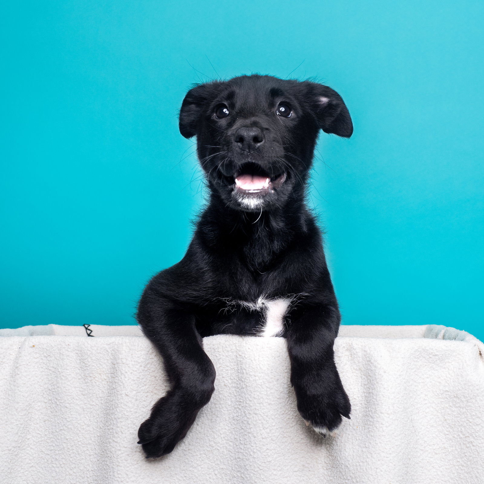 Dog for Adoption Cereal Trix, a Irish Wolfhound in Palm Desert, CA