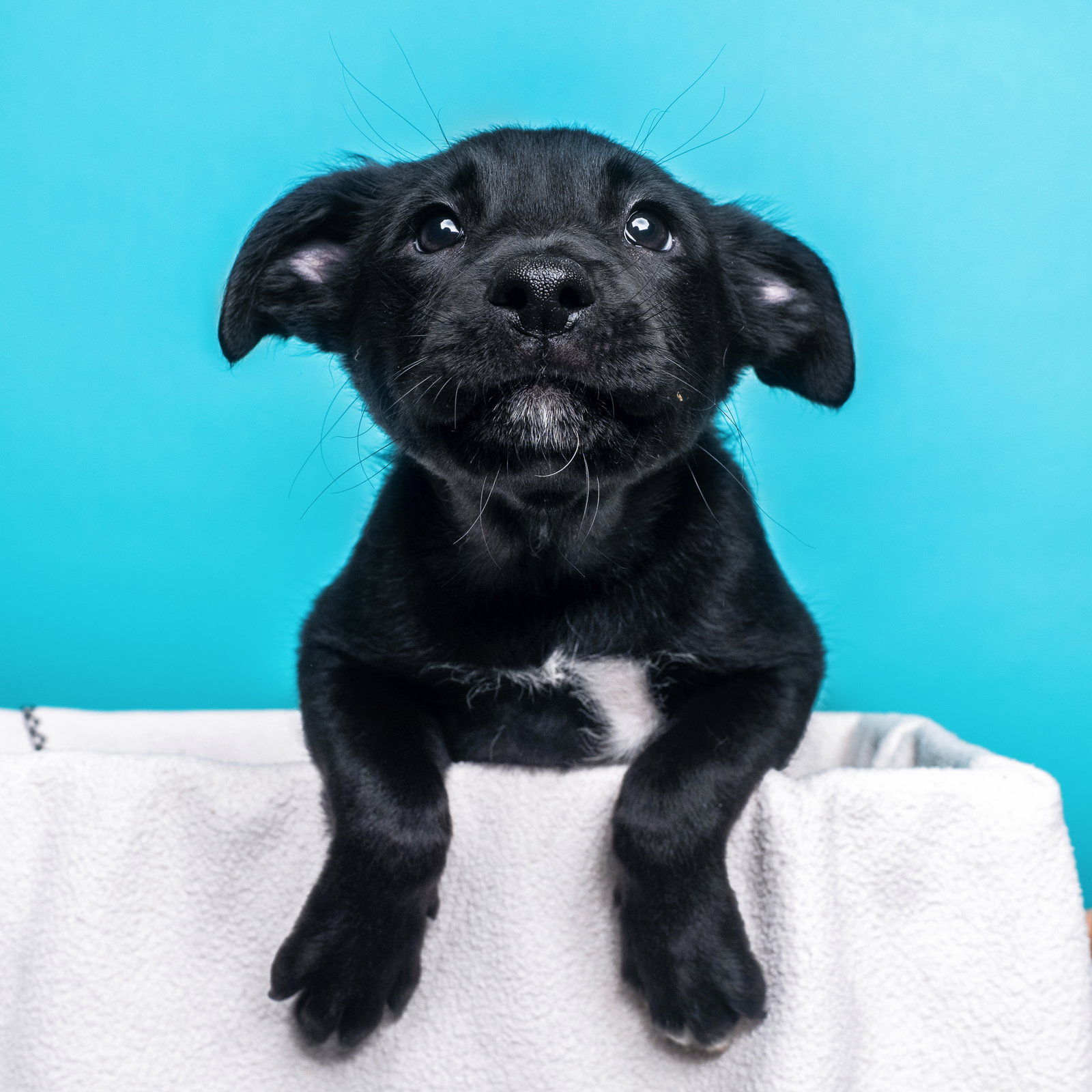 Dog for Adoption Cereal Trix, a Irish Wolfhound in Palm Desert, CA