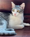 adoptable Cat in sun city, CA named Amaretto