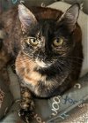 adoptable Cat in sun city, CA named Cherry