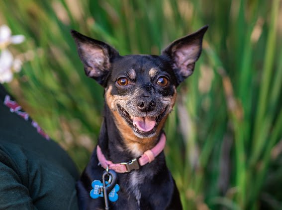 adoptable Dog in Sun City, CA named Rutabaga