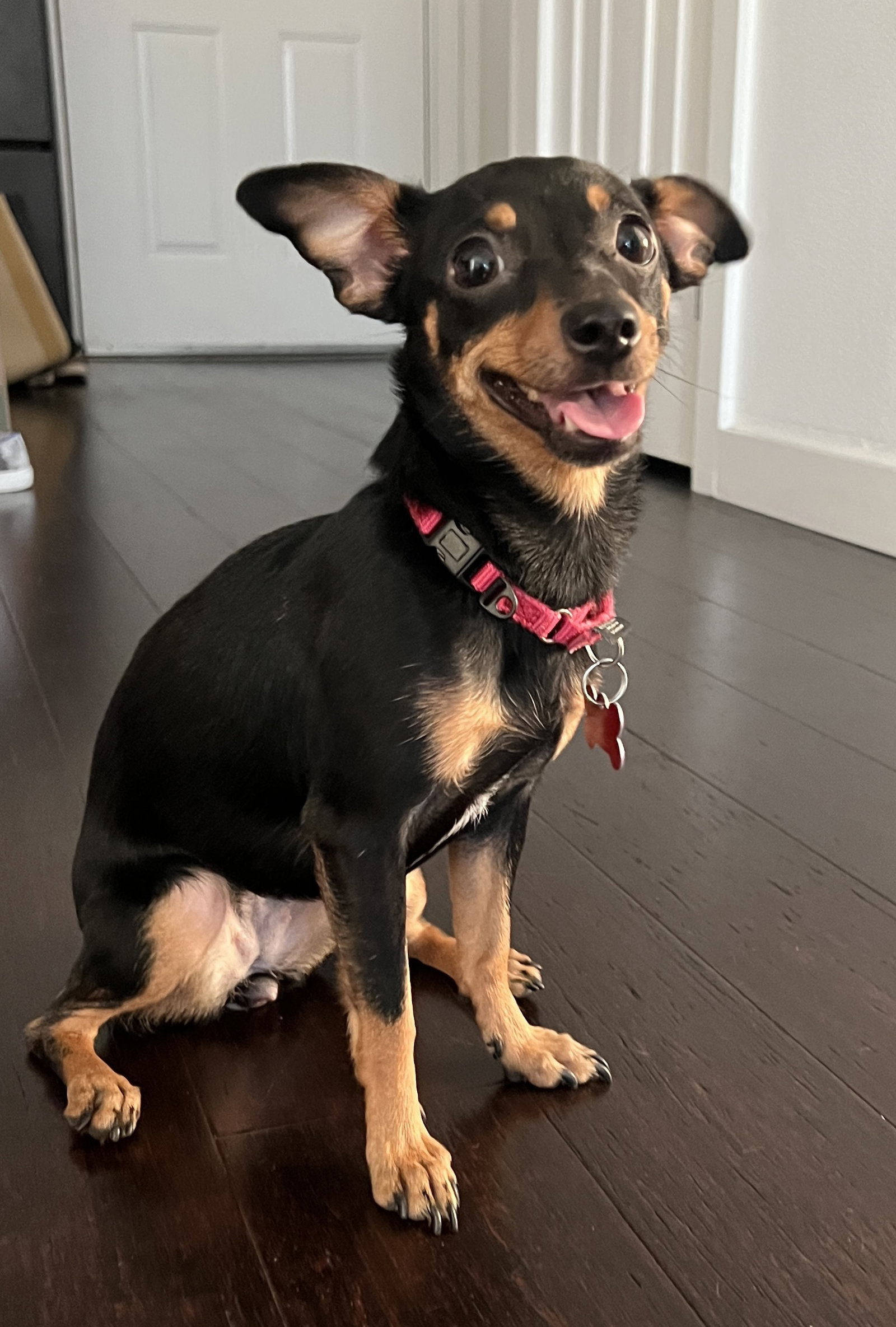 Dog adoption in Sun City, CA 92585 Miniature Pinscher / Mixed (short