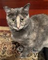 adoptable Cat in  named Miss Prissy