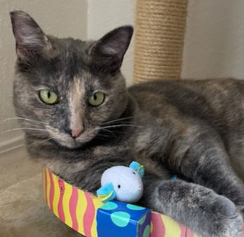 adoptable Cat in Sun City, CA named Miss Prissy