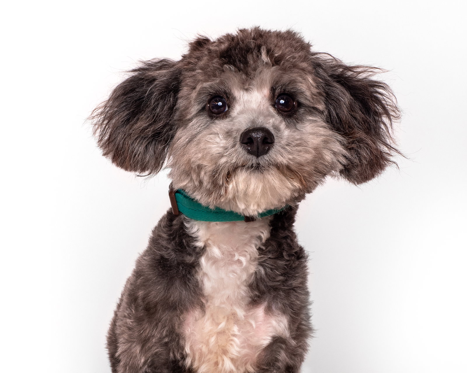 Dog for Adoption Candy Cane, a Maltese in Palm Springs, CA Alpha Paw