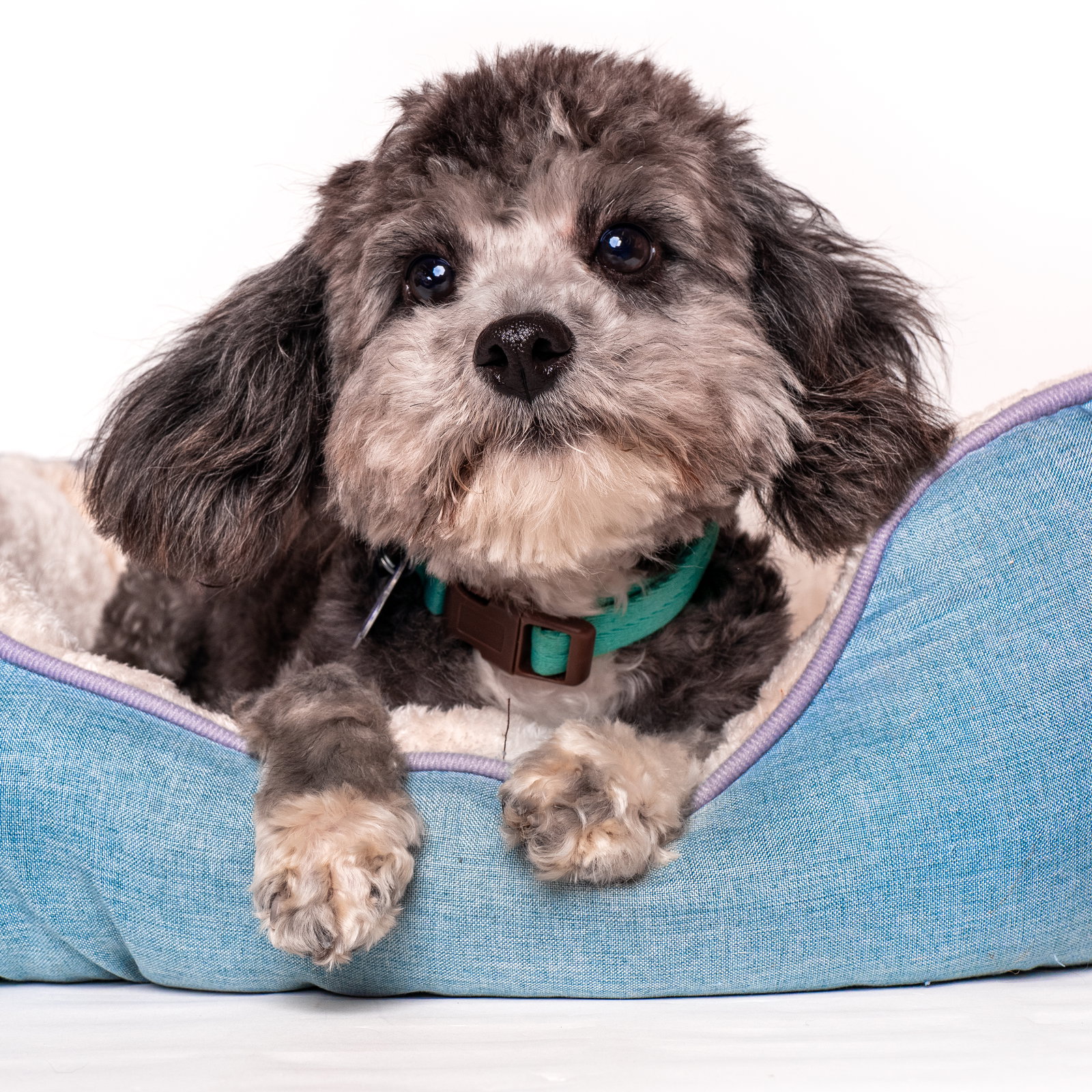 Dog for Adoption Candy Cane, a Maltese in Palm Springs, CA Alpha Paw