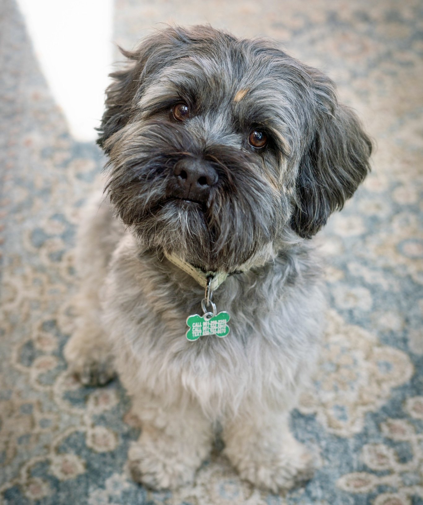 adoptable Dog in Sun City, CA named Cuba
