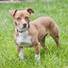 adoptable Dog in  named Spring