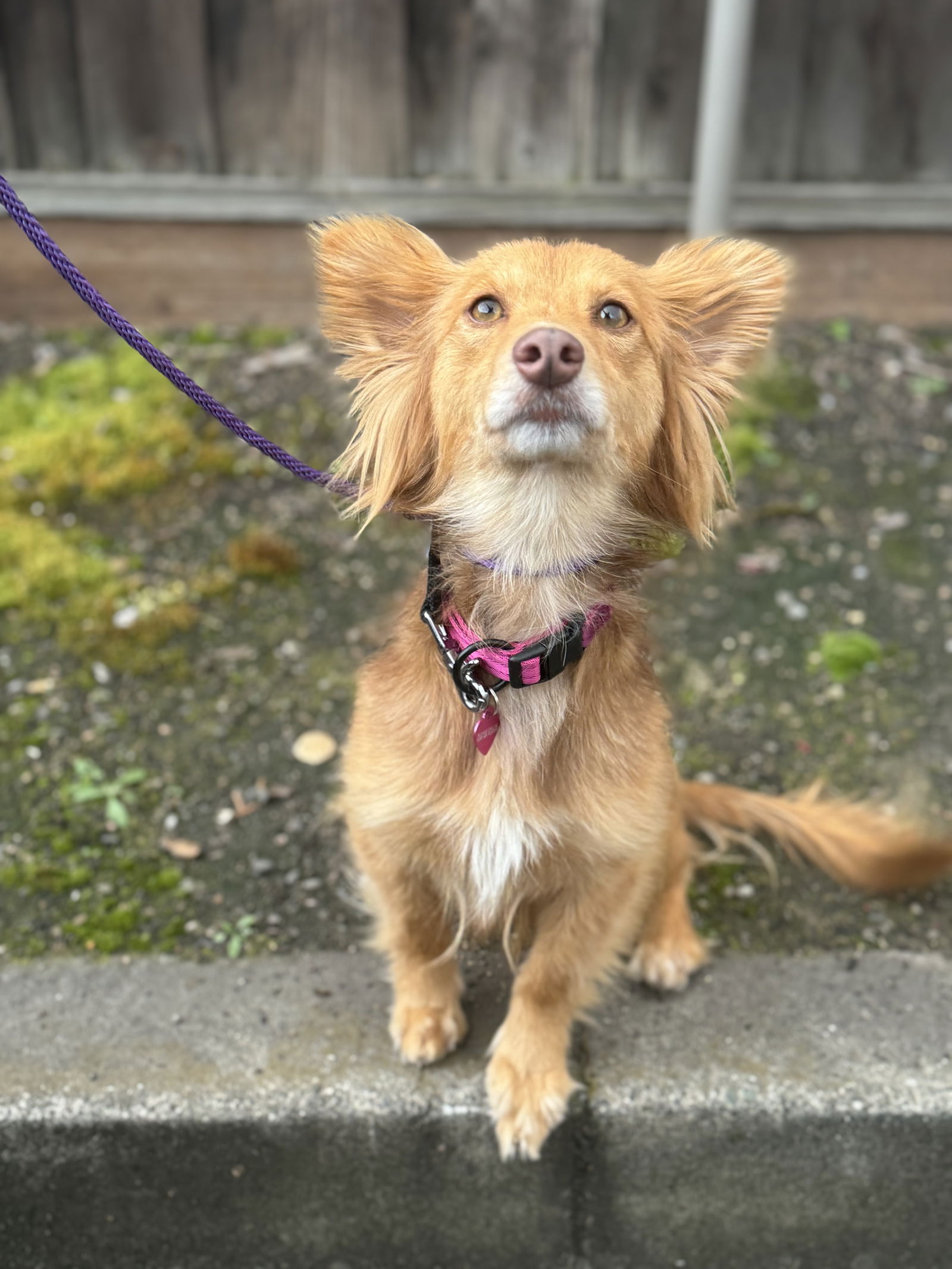 Dog for Adoption - Pasta, a Papillon in Palm Springs, CA | Alpha Paw