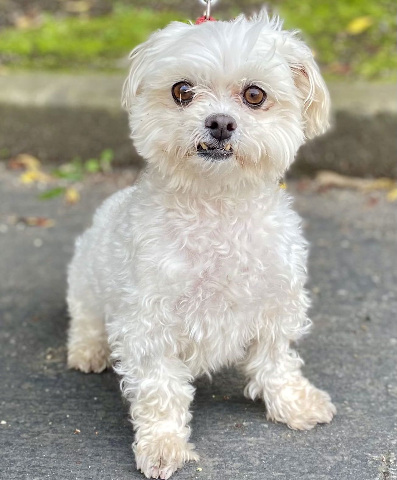 Dog for Adoption - Gelato, a Maltese in Lake Elsinore, CA | Alpha Paw