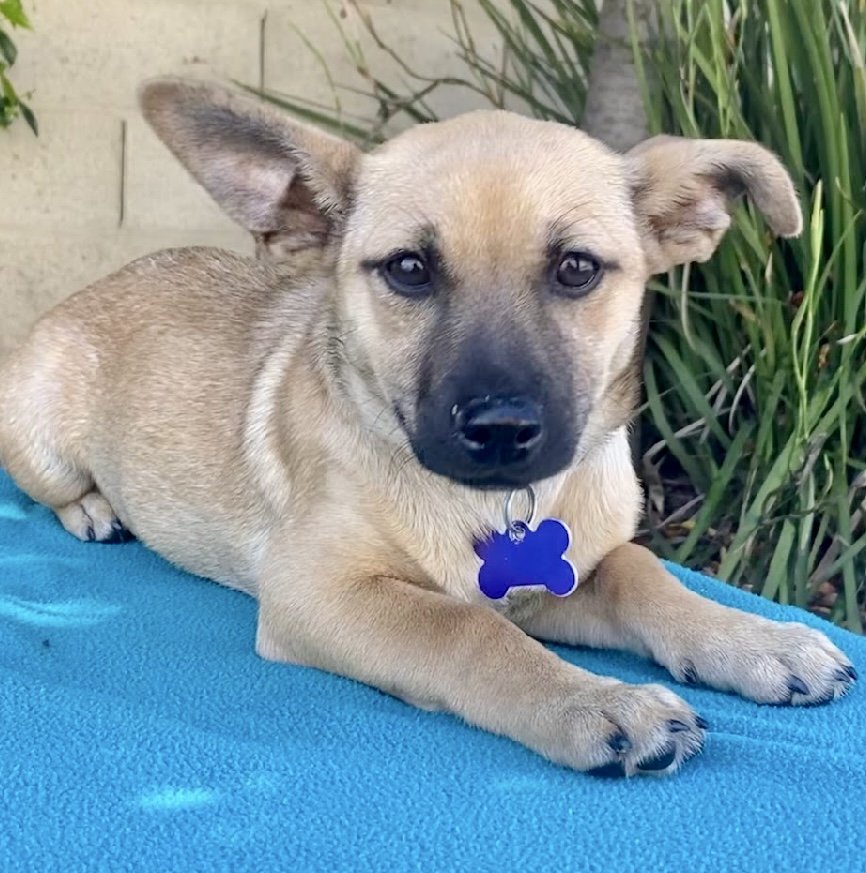 adoptable Dog in Sun City, CA named Pasta: Alfredo