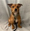 adoptable Dog in  named Def Leppard