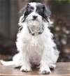 adoptable Dog in sun city, CA named Coin: Dime