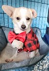 adoptable Dog in sun city, CA named Coin: Nickel
