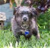 adoptable Dog in sun city, CA named Buzz Lightyear
