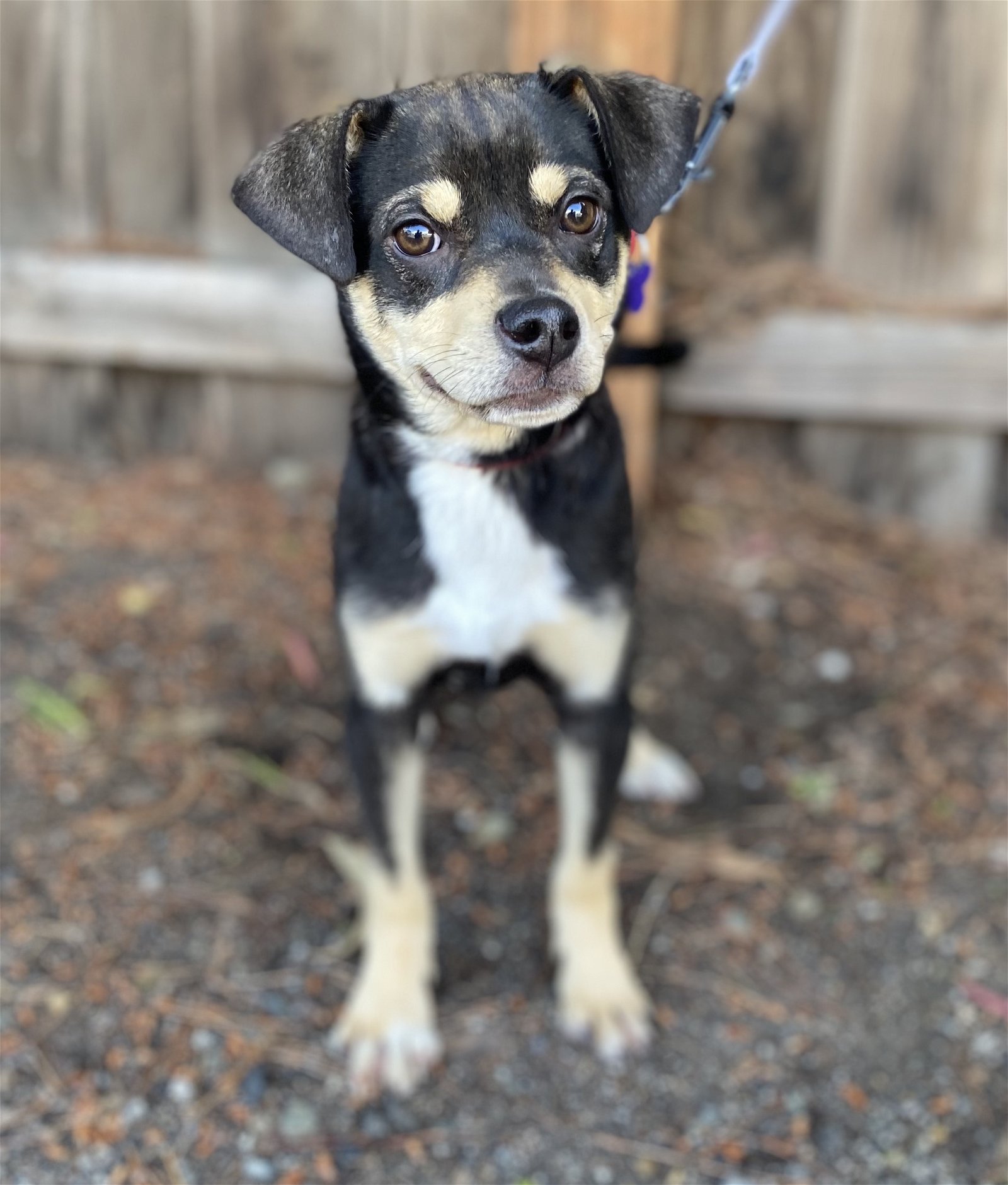 adoptable Dog in Sun City, CA named Hemingway