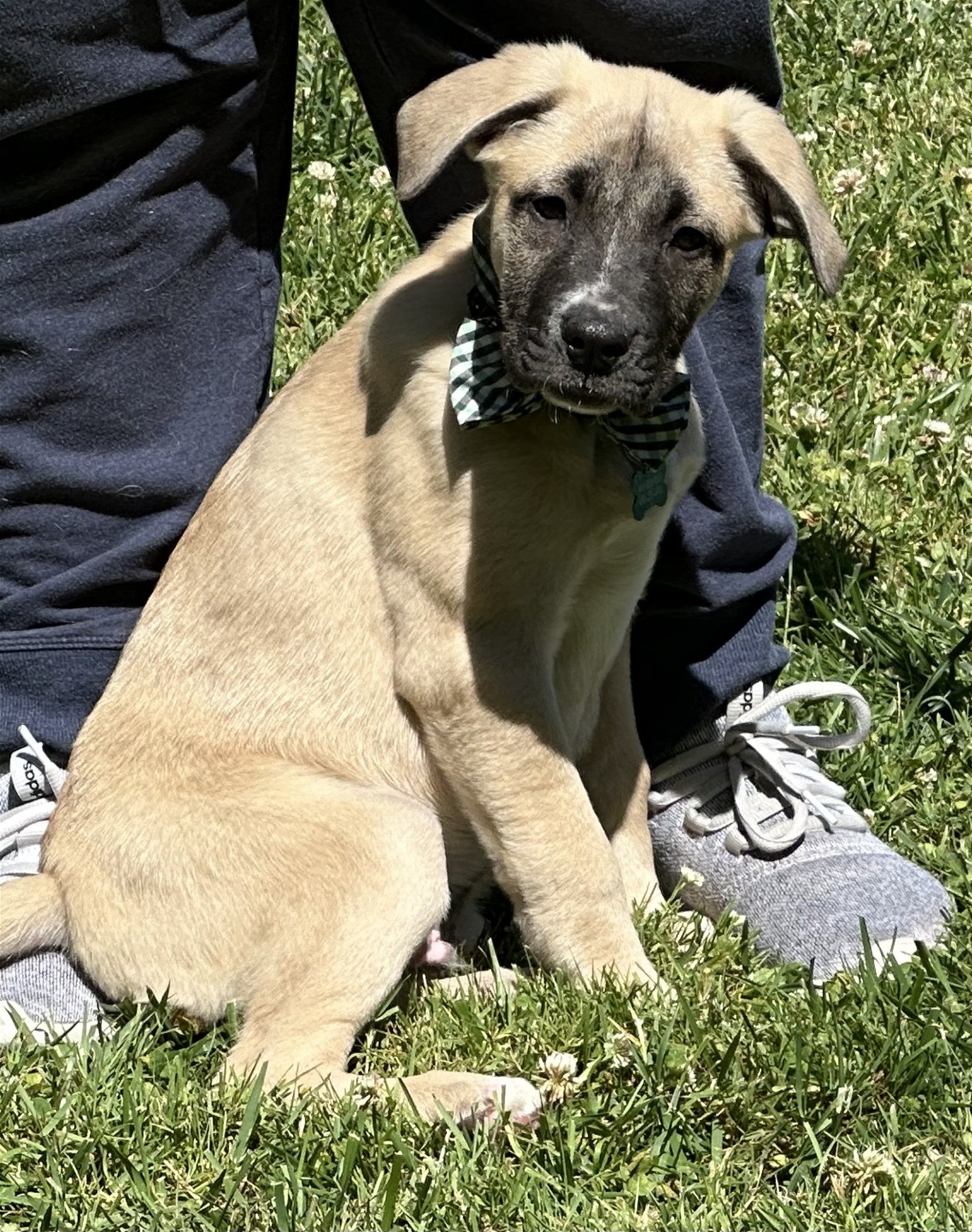 adoptable Dog in Sun City, CA named Fashion: Dior