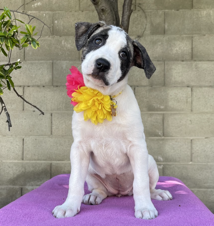 adoptable Dog in Sun City, CA named Fashion: Gucci