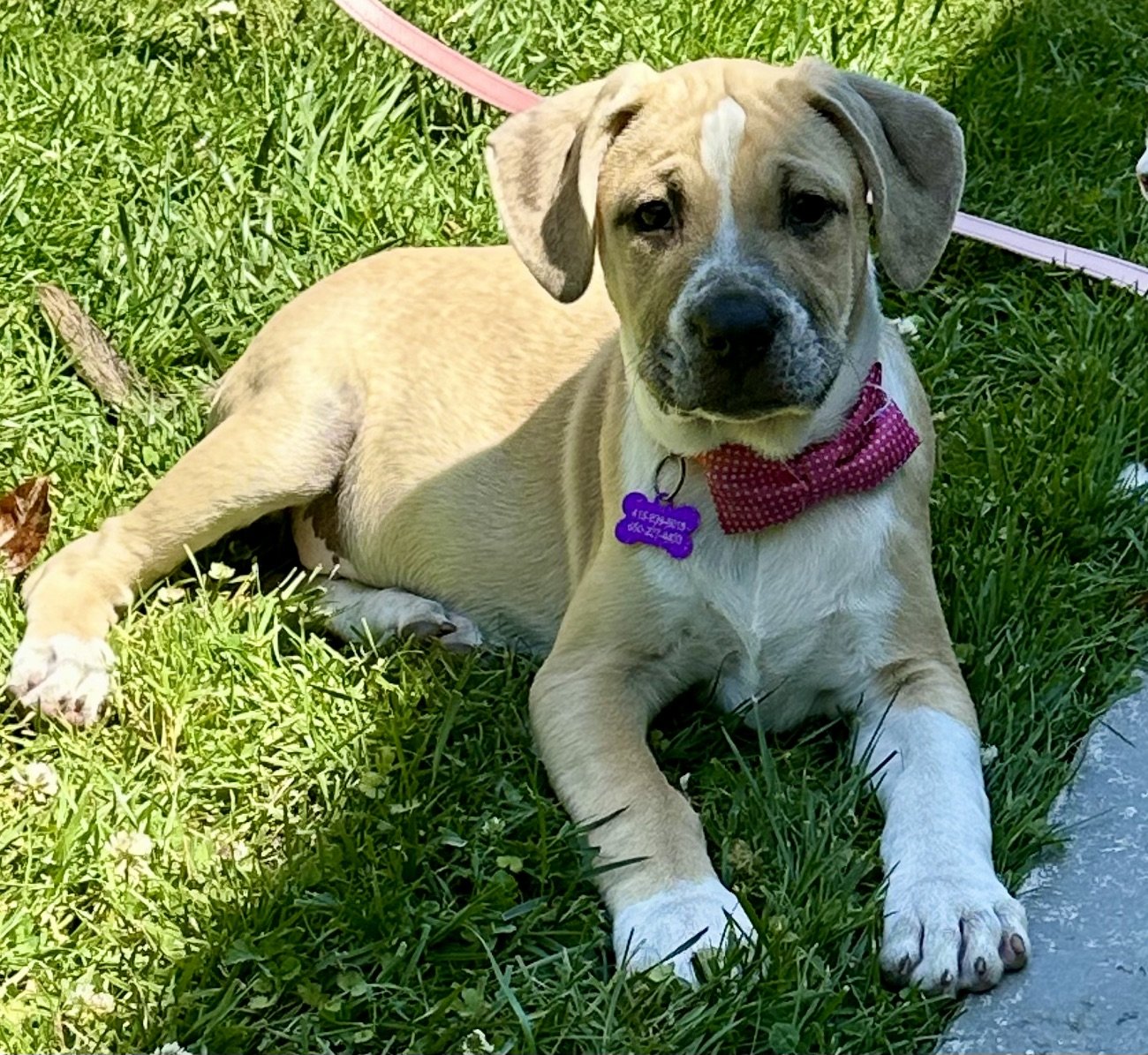 adoptable Dog in Sun City, CA named Fashion: Valentino