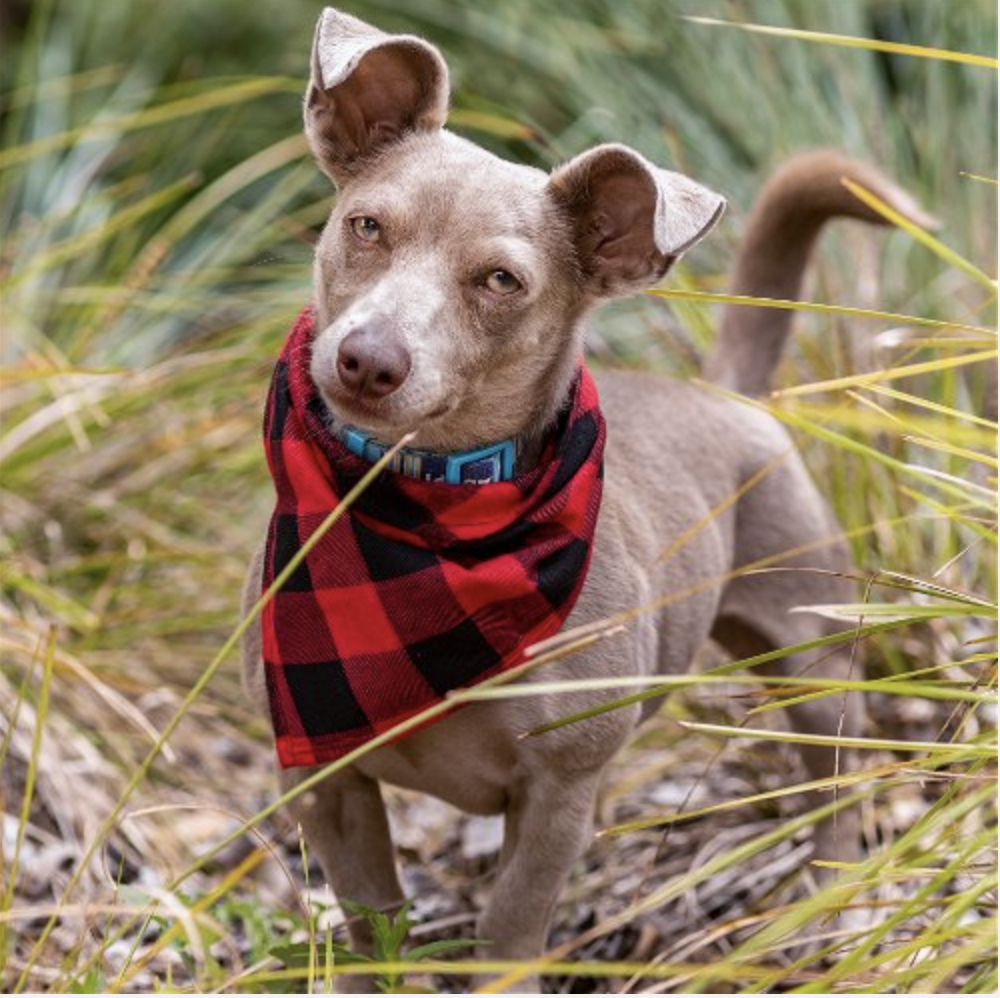 adoptable Dog in Sun City, CA named Sir-Mix-A Lot (Mixie)