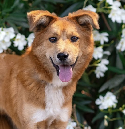 adoptable Dog in Sun City, CA named Tom