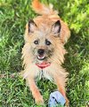 adoptable Dog in sun city, CA named Basil