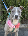 adoptable Dog in sun city, CA named Chanel