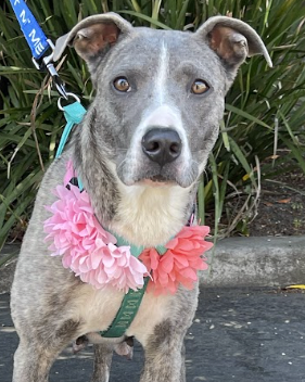 adoptable Dog in Sun City, CA named Chanel