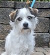adoptable Dog in sun city, CA named Cedric