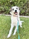 adoptable Dog in sun city, CA named Cedric