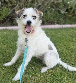 adoptable Dog in Sun City, CA named Cedric