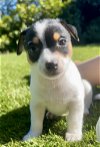 adoptable Dog in sun city, CA named Chip: Pringles